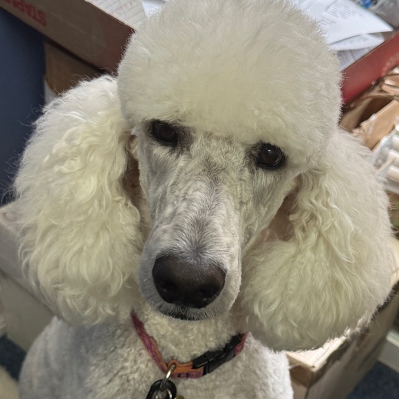 Meet your Posher, Posh - Picture 1 of 2